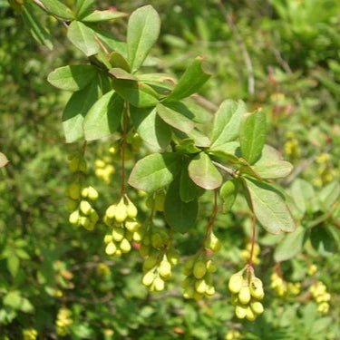 Daruhaldi Extract Powder - Berberis aristata - Herbuno