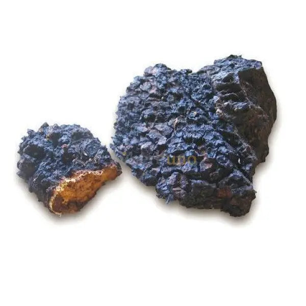 Dehydrated Chaga Mushroom - Inonotus obliquus - dried mushroom