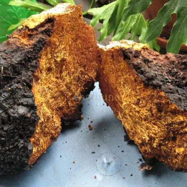 Dehydrated Chaga Mushroom - Inonotus obliquus - dried mushroom