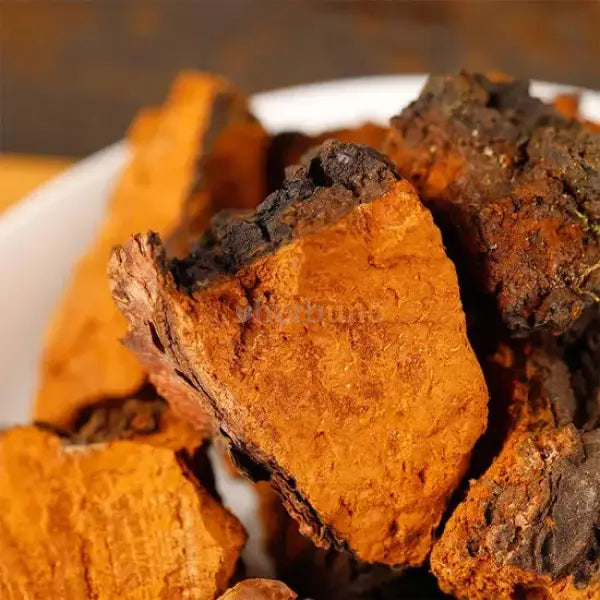 Dehydrated Chaga Mushroom - Inonotus obliquus - dried mushroom