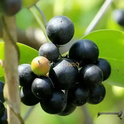 Dehydrated Karonda - Tart Superfruit Snack - Herbuno