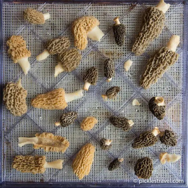 Dehydrated Morel Mushroom - Morchella esculenta - dried mushroom