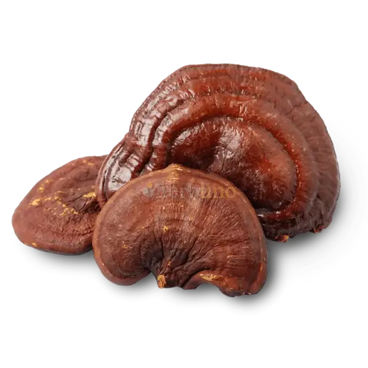 Dehydrated Reishi Mushroom - Ganoderma lucidum - dried mushroom