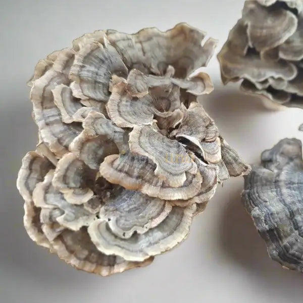 Dried Turkey Tail Mushroom - Trametes versicolor - dried mushroom