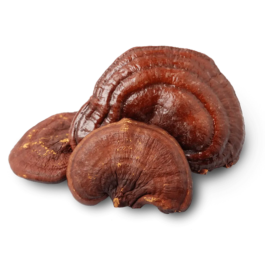Dehydrated Reishi Mushroom - Ganoderma lucidum