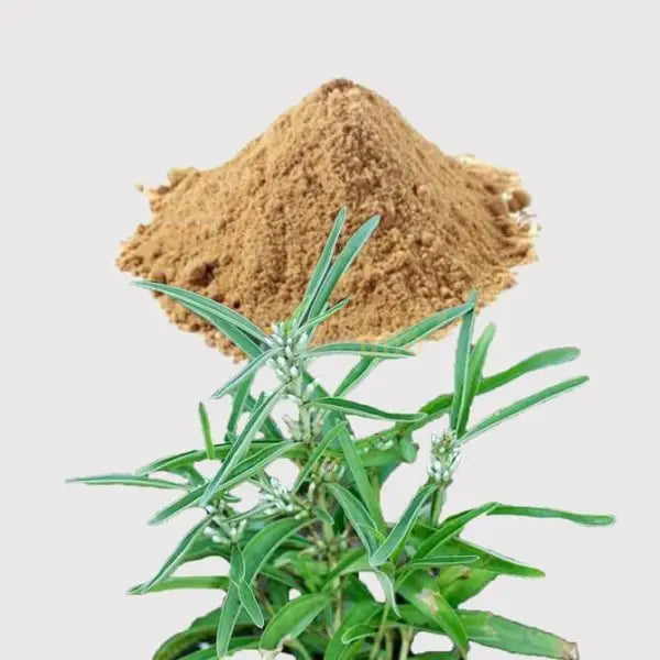 Enicostema littorale (Mamejava) Extract Powder - other