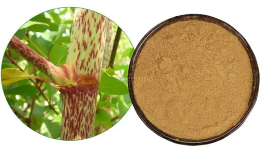 Giant Knotweed Extract Powder - other