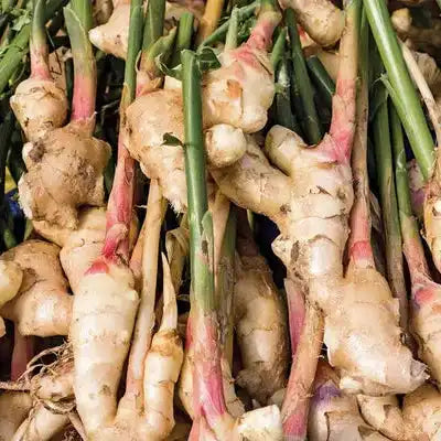 Ginger Extract Powder - Herbuno