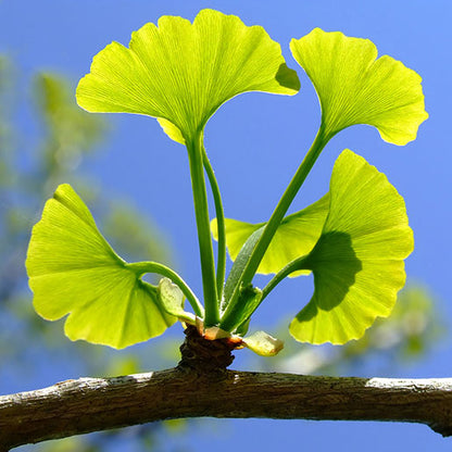 Ginkgo Biloba Extract Powder - Herbuno