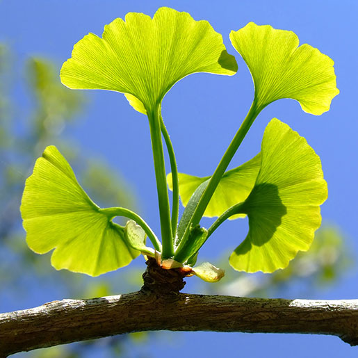 Ginkgo Biloba Extract Powder - Herbuno