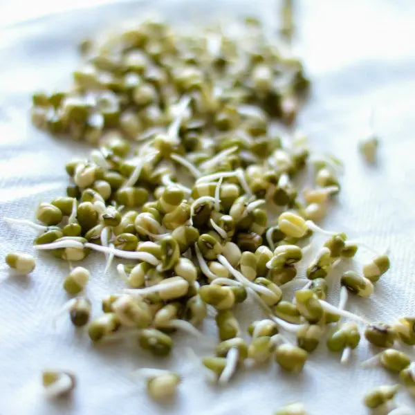 Vitamin B1 (4%) — From Sprouted Mung Bean - Herbuno