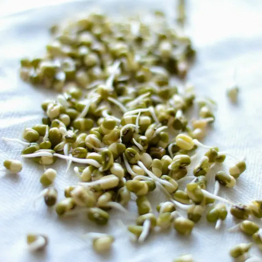 Vitamin B1 (4%) — From Sprouted Mung Bean - Herbuno