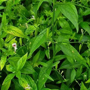 Kalmegh Dry Extract Powder - Herbuno