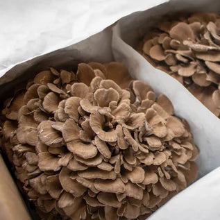 Brown mushrooms in a box with white tissue paper