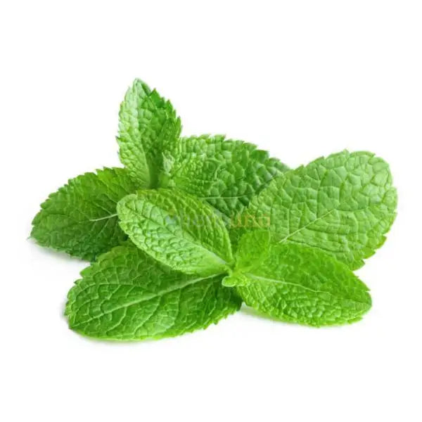 Melissa officinalis (Lemon Balm) Leaf Extract Powder - other