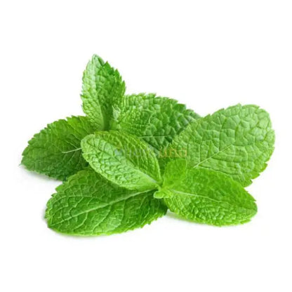 Melissa officinalis (Lemon Balm) Leaf Extract Powder - other