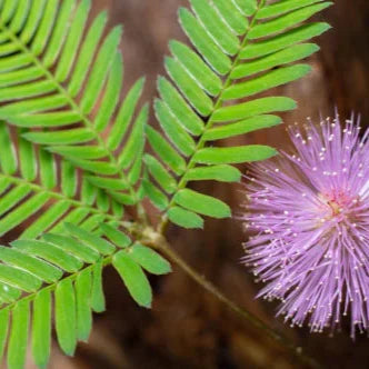 Mimosa Pudica Extract Powder - Herbuno