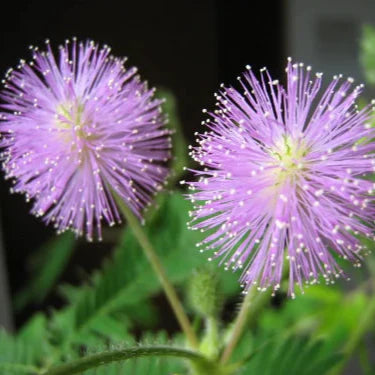 Mimosa Pudica Extract Powder - Herbuno