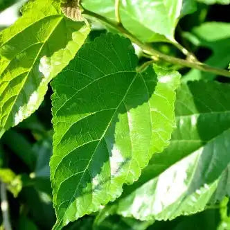 Mulberry Leaf Extract Powder - Herbuno