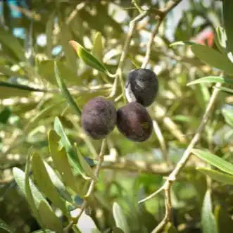 Olive Leaf Extract Powder - Herbuno