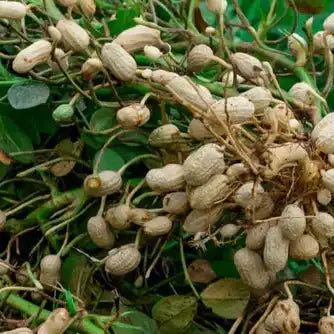 Peanut Extract Powder - Herbuno