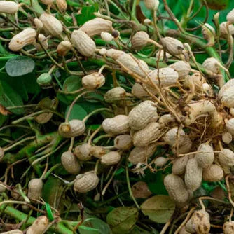 Peanut Extract Powder - Herbuno