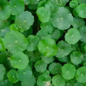 Pennywort Extract Powder - Herbuno