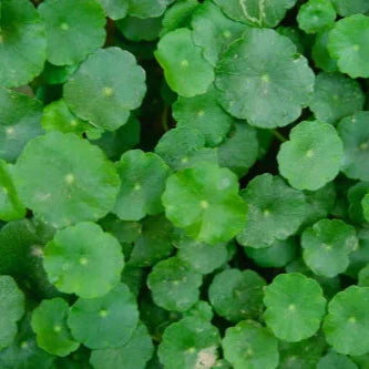 Pennywort Extract Powder - Herbuno
