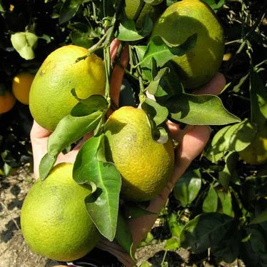 Persian Lime Extract Powder - Herbuno