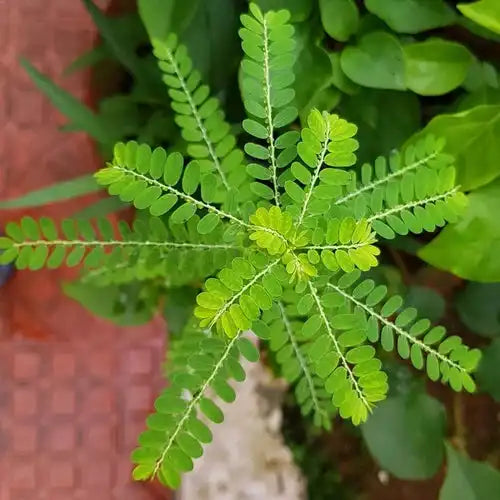 Bhumi Amla (Phyllanthus Niruri) Extract Powder - Herbuno