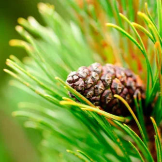 Pine Bark Extract Powder - Herbuno