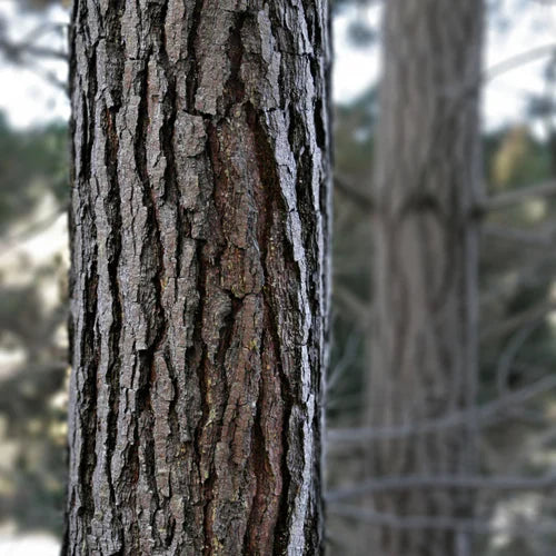 Pine Bark Extract Powder - Herbuno