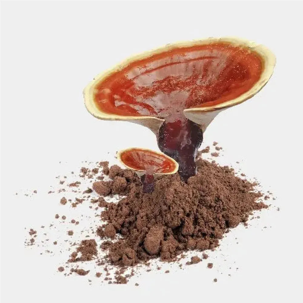 Deep green Ganoderma lucidum extract powder in a clear glass jar