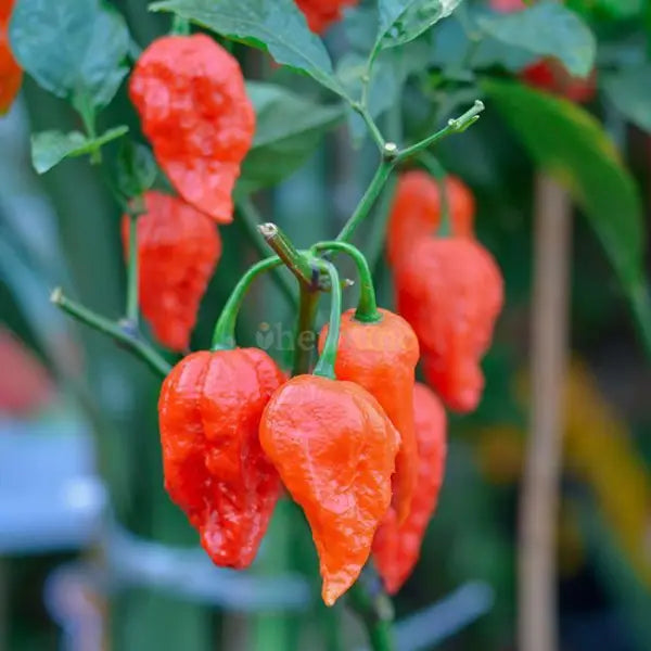 Smoked Ghost-Chilli Powder – Capsicum chinense ‘Bhut Jolokia’ - spice powder
