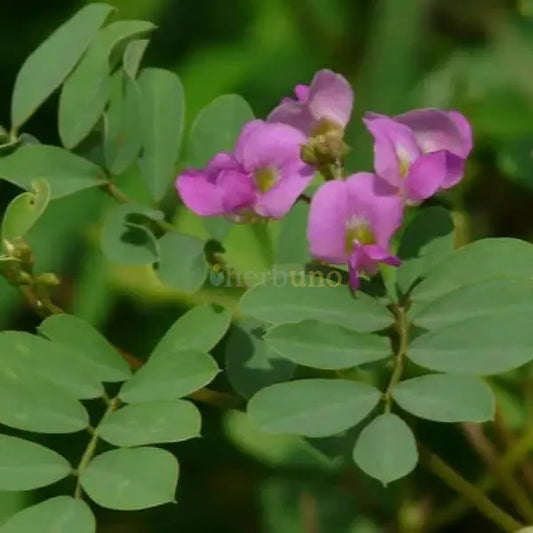 Tephrosia Purpurea Extract (Sarponkha) - other