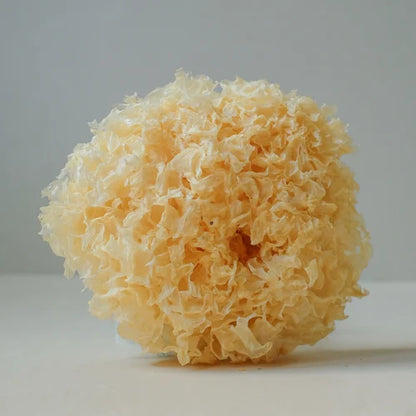 Tremella-Pilz-Extraktpulver