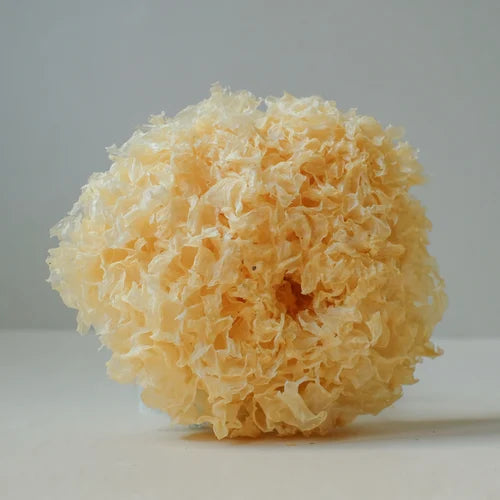 Tremella-Pilz-Extraktpulver