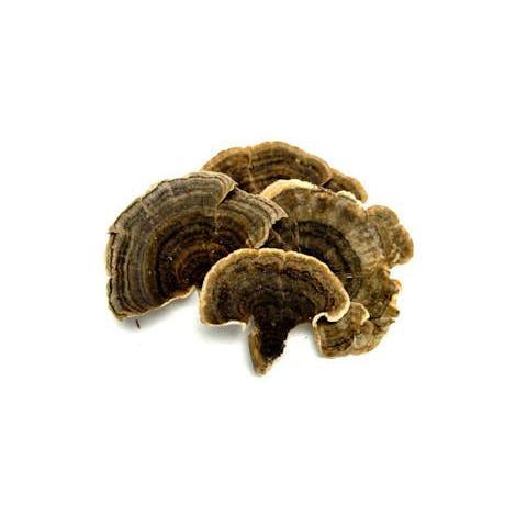 Dried Turkey Tail Mushroom - Trametes versicolor.