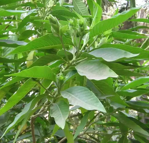 Vasaka Leaf Extract Powder - Herbuno