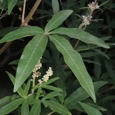 Vitex Agnus Extract Powder for Women's Wellness - Herbuno