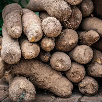 Wild Yam Extract  - Dioscorea villosa - Herbuno