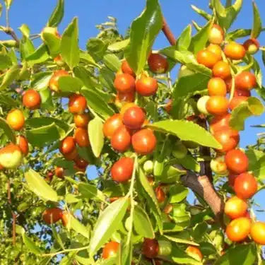 Ziziphus Jujuba Extract Powder - Herbuno
